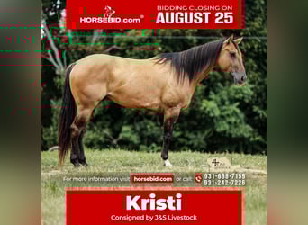 American Quarter Horse, Stute, 5 Jahre, 150 cm, Falbe