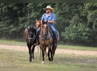 American Quarter Horse, Stute, 5 Jahre, 150 cm, Falbe