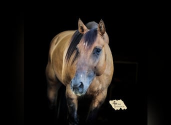 American Quarter Horse, Stute, 5 Jahre, 150 cm, Falbe