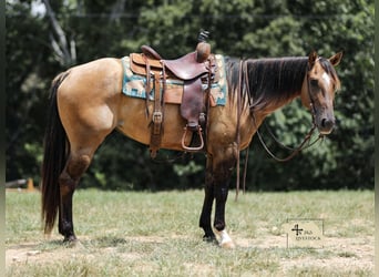 American Quarter Horse, Stute, 5 Jahre, 150 cm, Falbe