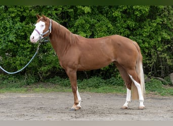 American Quarter Horse, Stute, 5 Jahre, 150 cm, Fuchs