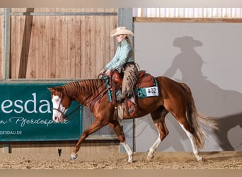 American Quarter Horse, Stute, 5 Jahre, 150 cm, Fuchs