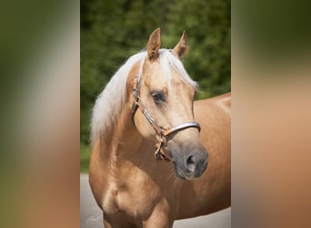 American Quarter Horse, Stute, 5 Jahre, 150 cm, Palomino