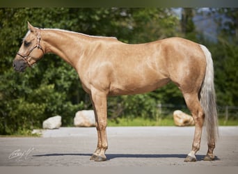 American Quarter Horse, Stute, 5 Jahre, 150 cm, Palomino