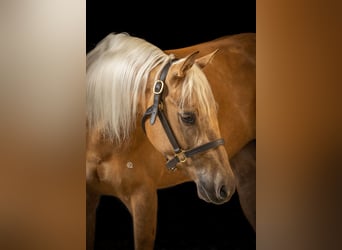 American Quarter Horse, Stute, 5 Jahre, 150 cm, Palomino