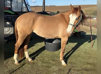 American Quarter Horse, Stute, 5 Jahre, 150 cm, Red Dun