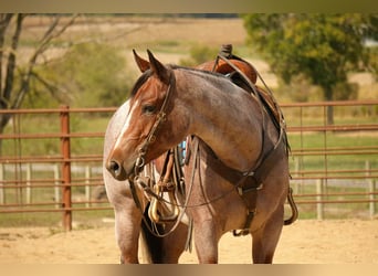 American Quarter Horse, Stute, 5 Jahre, 150 cm, Roan-Bay