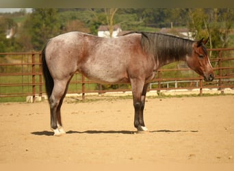 American Quarter Horse, Stute, 5 Jahre, 150 cm, Roan-Bay
