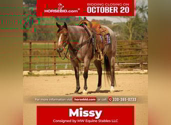 American Quarter Horse, Stute, 5 Jahre, 150 cm, Roan-Bay