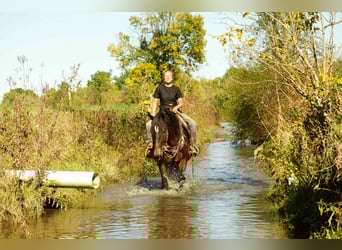 American Quarter Horse, Stute, 5 Jahre, 150 cm, Roan-Bay