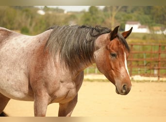 American Quarter Horse, Stute, 5 Jahre, 150 cm, Roan-Bay