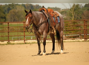 American Quarter Horse, Stute, 5 Jahre, 150 cm, Roan-Bay