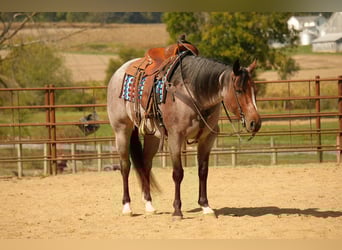 American Quarter Horse, Stute, 5 Jahre, 150 cm, Roan-Bay