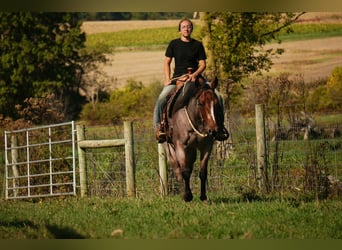American Quarter Horse, Stute, 5 Jahre, 150 cm, Roan-Bay
