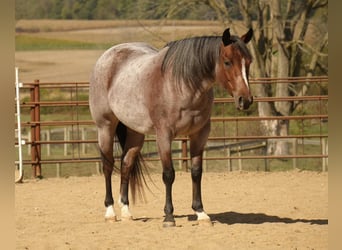 American Quarter Horse, Stute, 5 Jahre, 150 cm, Roan-Bay