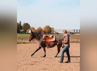 American Quarter Horse, Stute, 5 Jahre, 150 cm, Roan-Bay
