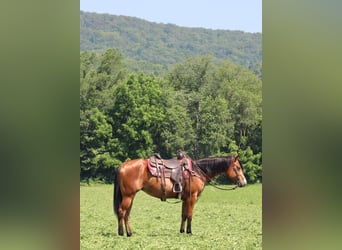 American Quarter Horse, Stute, 5 Jahre, 150 cm, Rotbrauner