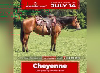 American Quarter Horse, Stute, 5 Jahre, 150 cm, Rotbrauner