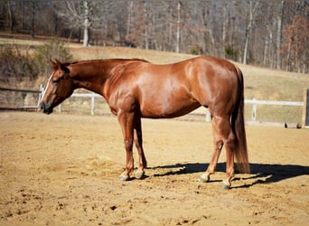 American Quarter Horse, Stute, 5 Jahre, 150 cm, Rotfuchs