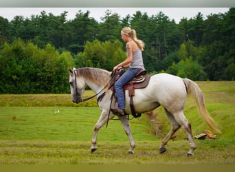 American Quarter Horse, Stute, 5 Jahre, 150 cm, Schimmel