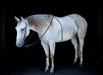 American Quarter Horse, Stute, 5 Jahre, 150 cm, Schimmel