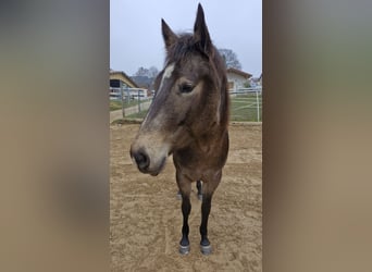 American Quarter Horse, Stute, 5 Jahre, 150 cm