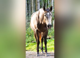 American Quarter Horse, Stute, 5 Jahre, 151 cm, Buckskin