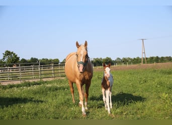 American Quarter Horse, Stute, 5 Jahre, 151 cm, Palomino