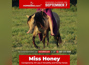 American Quarter Horse, Stute, 5 Jahre, 152 cm, Buckskin