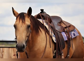 American Quarter Horse, Stute, 5 Jahre, 152 cm, Buckskin