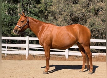 American Quarter Horse, Stute, 5 Jahre, 152 cm, Dunkelfuchs