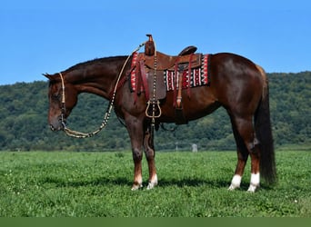 American Quarter Horse, Stute, 5 Jahre, 152 cm, Dunkelfuchs