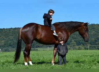 American Quarter Horse, Stute, 5 Jahre, 152 cm, Dunkelfuchs