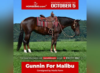 American Quarter Horse, Stute, 5 Jahre, 152 cm, Dunkelfuchs