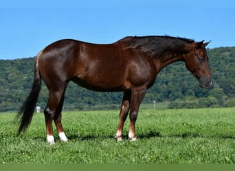 American Quarter Horse, Stute, 5 Jahre, 152 cm, Dunkelfuchs