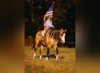 American Quarter Horse, Stute, 5 Jahre, 152 cm, Falbe