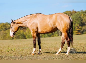 American Quarter Horse, Stute, 5 Jahre, 152 cm, Falbe