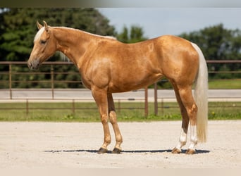 American Quarter Horse, Stute, 5 Jahre, 152 cm, Palomino