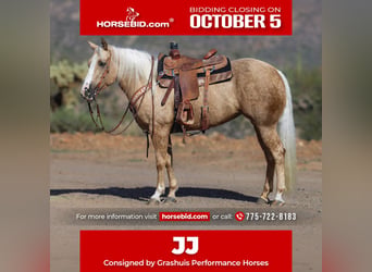 American Quarter Horse, Stute, 5 Jahre, 152 cm, Palomino
