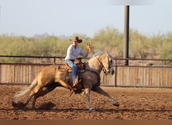 American Quarter Horse, Stute, 5 Jahre, 152 cm, Palomino
