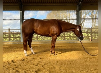 American Quarter Horse, Stute, 5 Jahre, 152 cm, Palomino