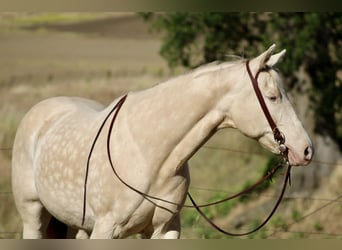 American Quarter Horse, Stute, 5 Jahre, 152 cm, Perlino