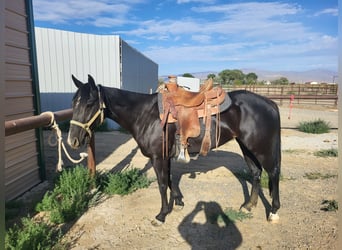 American Quarter Horse, Stute, 5 Jahre, 152 cm, Rappe