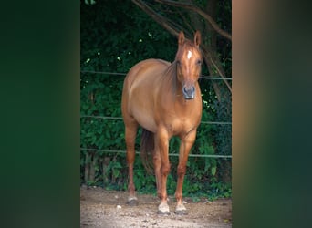 American Quarter Horse, Stute, 5 Jahre, 152 cm, Red Dun