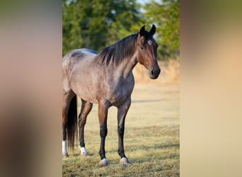 American Quarter Horse, Stute, 5 Jahre, 152 cm, Roan-Bay