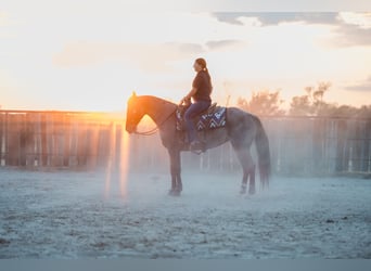 American Quarter Horse, Stute, 5 Jahre, 152 cm, Roan-Bay