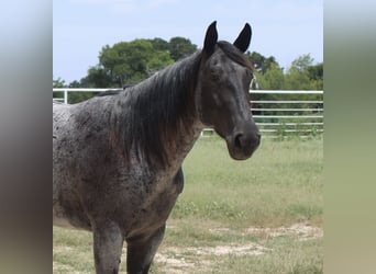 American Quarter Horse, Stute, 5 Jahre, 152 cm, Roan-Blue