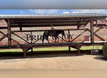 American Quarter Horse, Stute, 5 Jahre, 152 cm, Roan-Blue