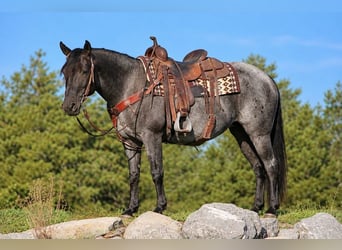 American Quarter Horse Mix, Stute, 5 Jahre, 152 cm, Roan-Blue