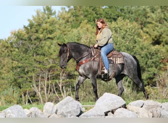 American Quarter Horse Mix, Stute, 5 Jahre, 152 cm, Roan-Blue